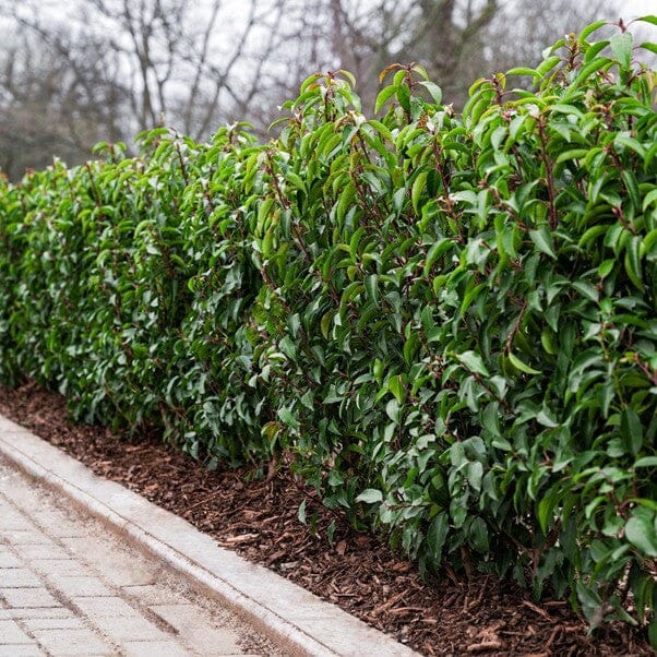 Prunus lusitanica (Portuguese Laurel) 175–200cm rootball hedge.