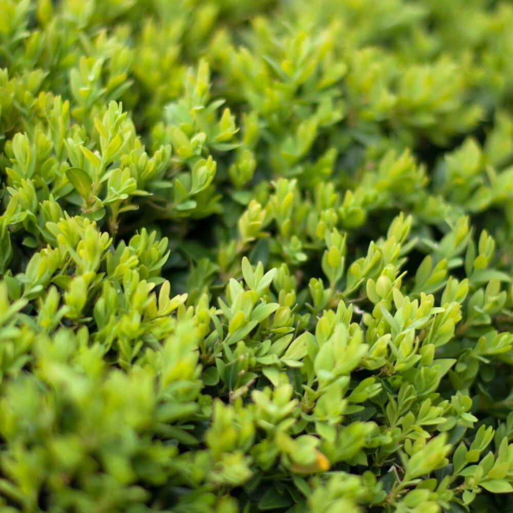 Buxus sempervirens (Box Hedge) 40-60cm rootball evergreen shrub.