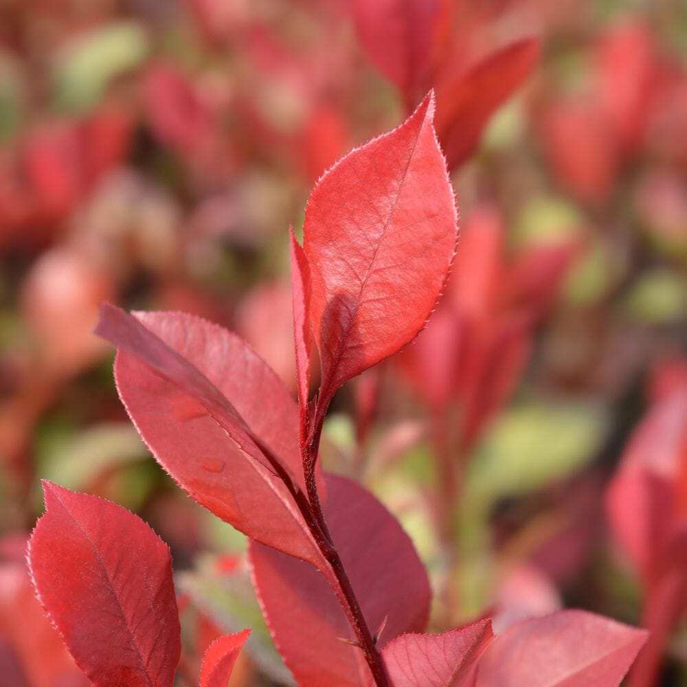 Photinia x fraseri 'Little Red Robin' 20-30cm dwarf evergreen hedge plant pot grown.