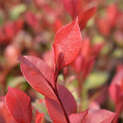 Photinia x fraseri 'Little Red Robin' 20-30cm dwarf evergreen hedge plant pot grown.