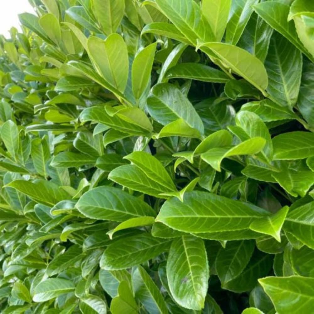 Prunus laurocerasus (Common Laurel) 40/60cm pot grown hedging plant.