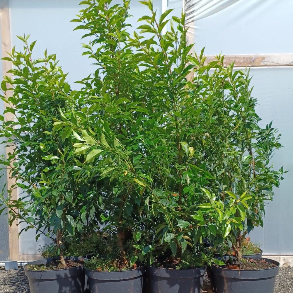Prunus lusitanica (Portuguese Laurel) 90-120cm pot grown hedging plants.
