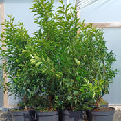 Prunus lusitanica (Portuguese Laurel) 90-120cm pot grown hedging plants.