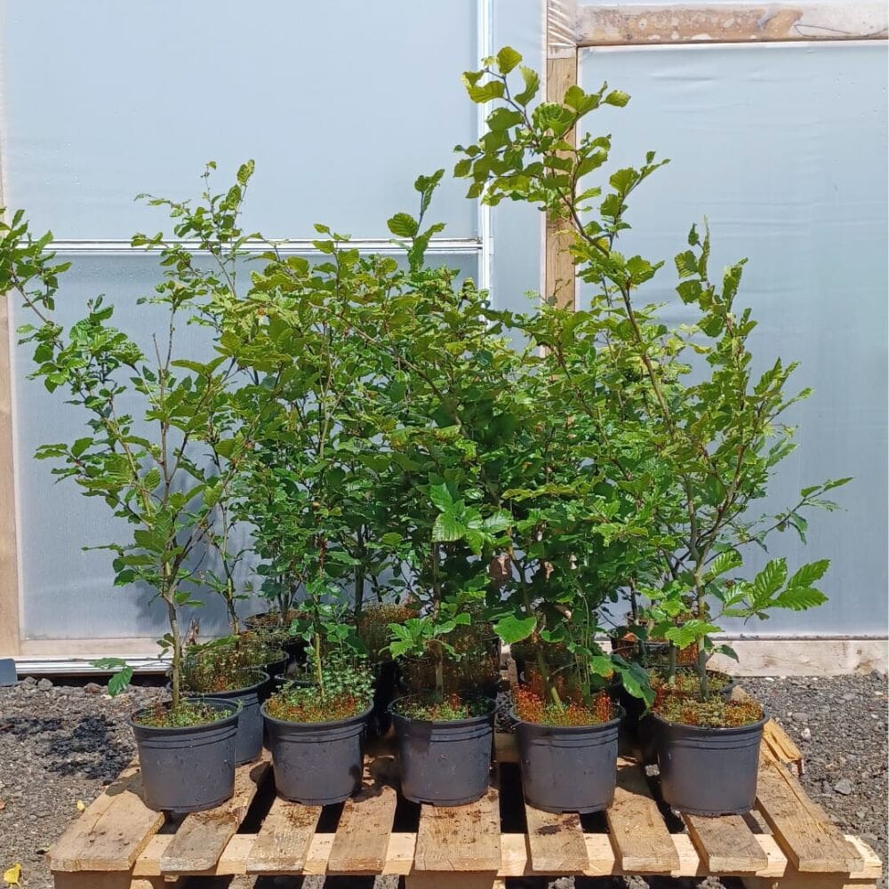 Fagus sylvatica (Green Beech) 40-60cm pot grown hedging plants pack of 25.