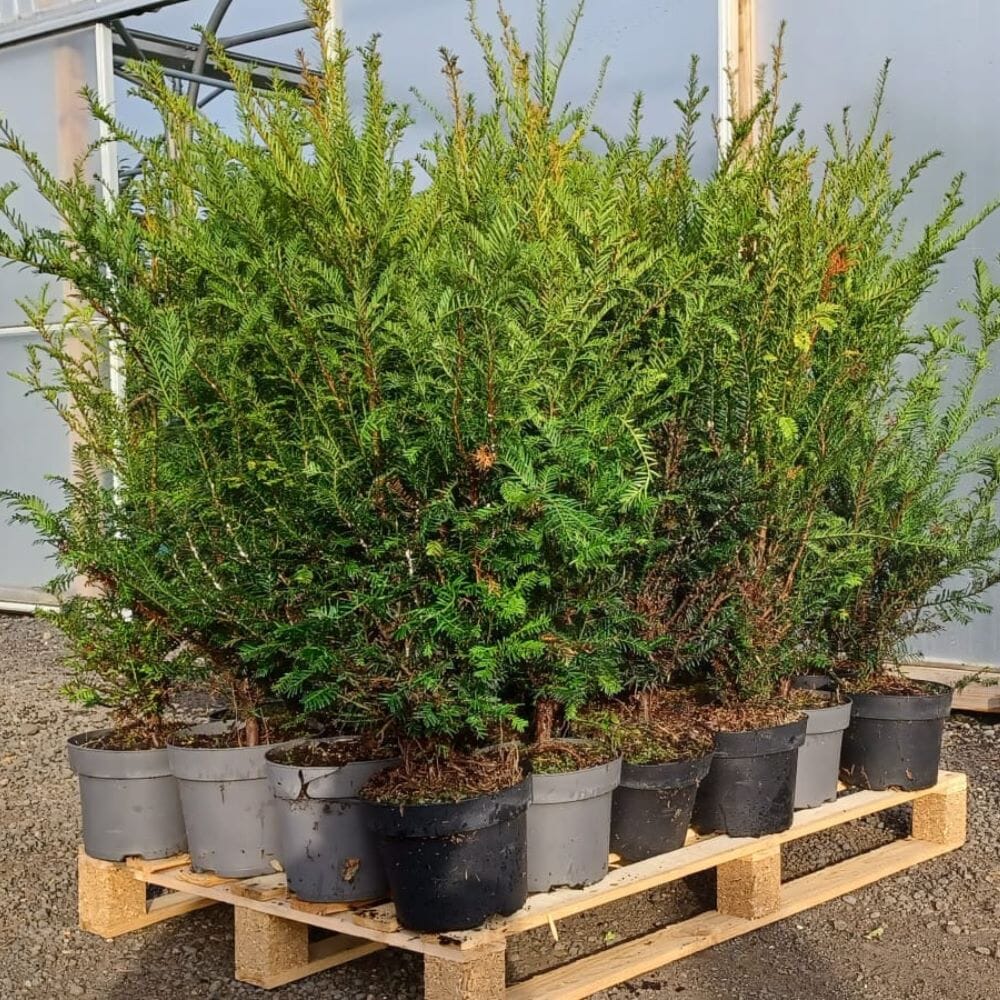 Prunus lusitanica (Portuguese laurel) 100-120cm pot grown hedge shrub 10L.