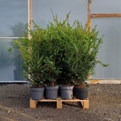 Taxus baccata (English Yew) 40-60cm pot grown hedging plants.