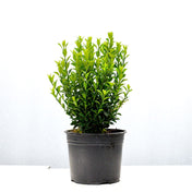 Euonymus 'Jean Hugues' (Spindle) 10-20cm pot grown hedge plant 1.3L.
