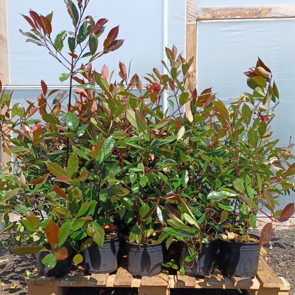 Photinia x fraseri 'Red Robin' 40-60cm pot grown hedge plants pack of 25.