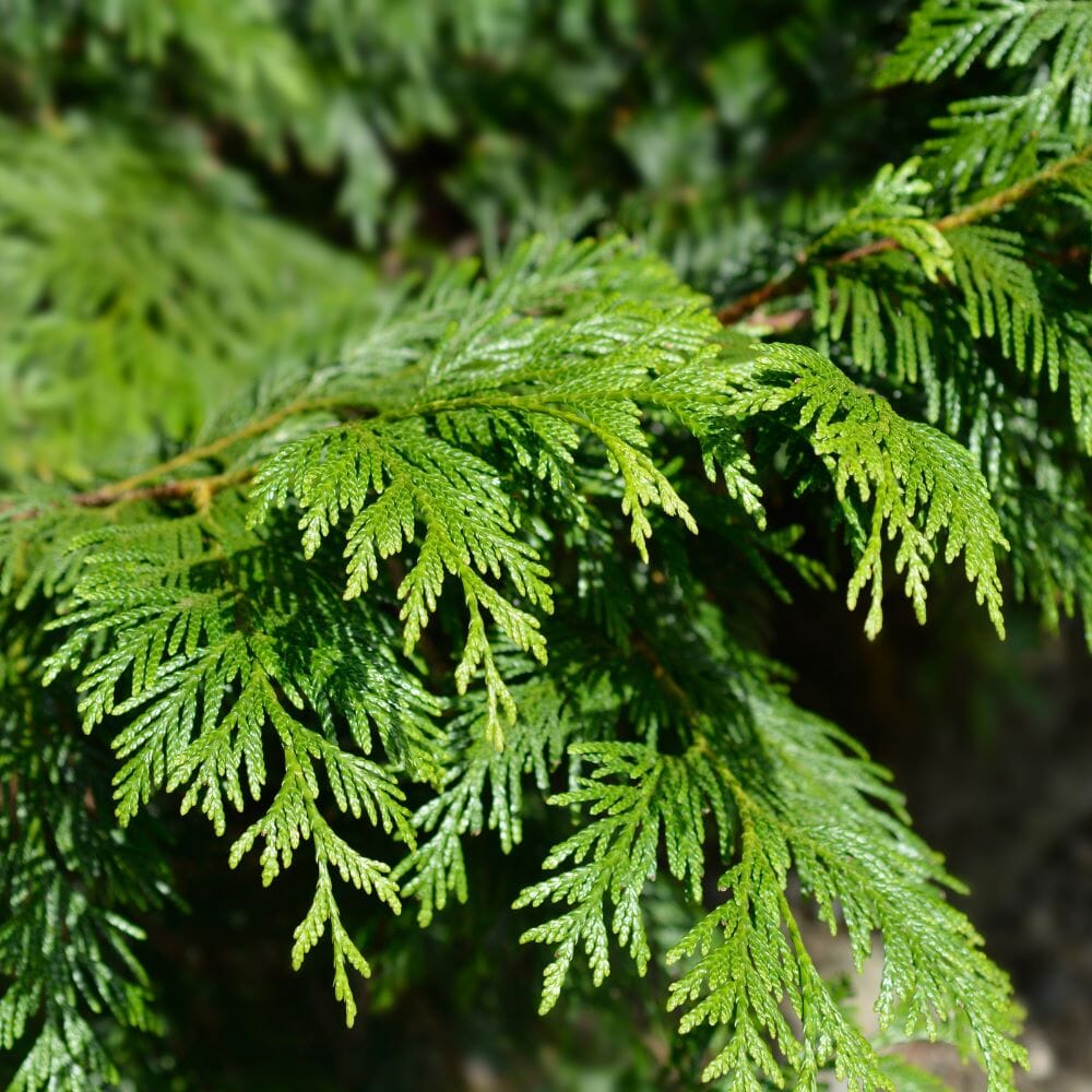 Thuja plicata (Western Red Cedar) 120/150cm pot grown hedge plant.