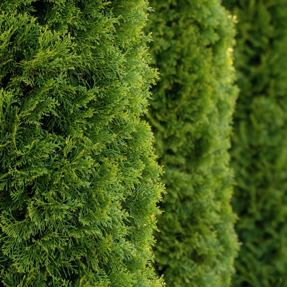 Thuja plicata (Western Red Cedar) 120/150cm pot grown hedge.