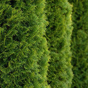 Thuja plicata (Western Red Cedar) 120/150cm pot grown hedge.