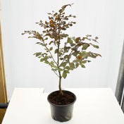 Fagus sylvatica ‘Purpurea’ (Purple & Copper Beech) 60-90cm bare root hedge plant.