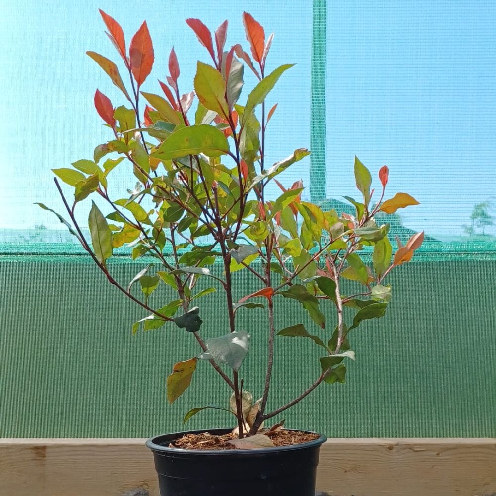 Photinia x fraseri 'Little Red Robin' 20-30cm pot grown dwarf evergreen hedge plant.