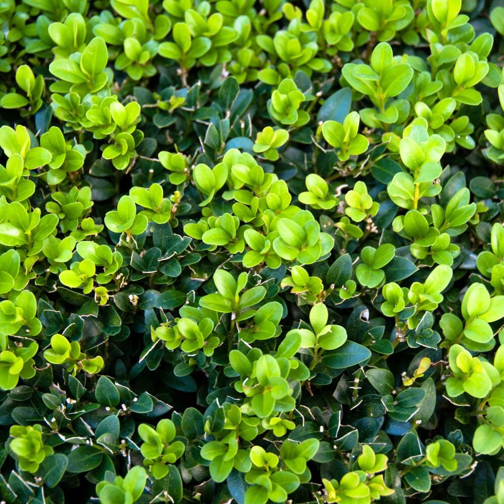 Buxus sempervirens (Box) 100-125cm root ball hedge plant.