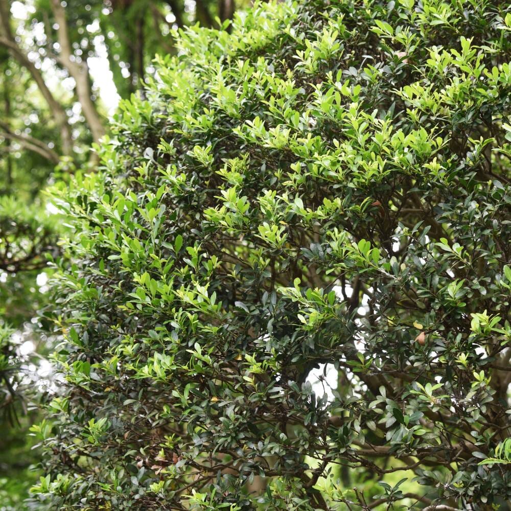 Ilex crenata 'Conexa' Japanese holly 40–60cm rootball evergreen hedge plant alternative to boxwood.