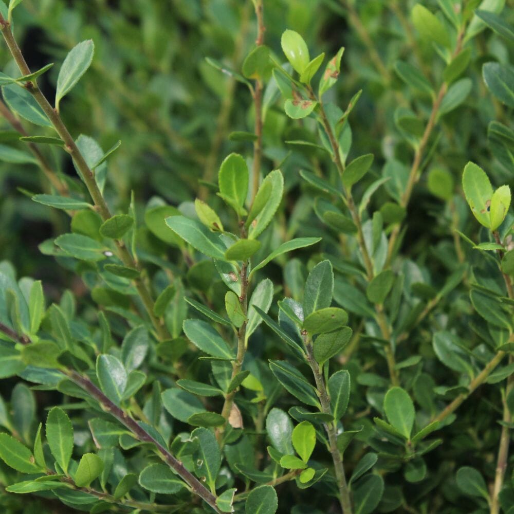 Ilex crenata 'Convexa' (Japanese Holly) 80-100cm root ball hedge plant.