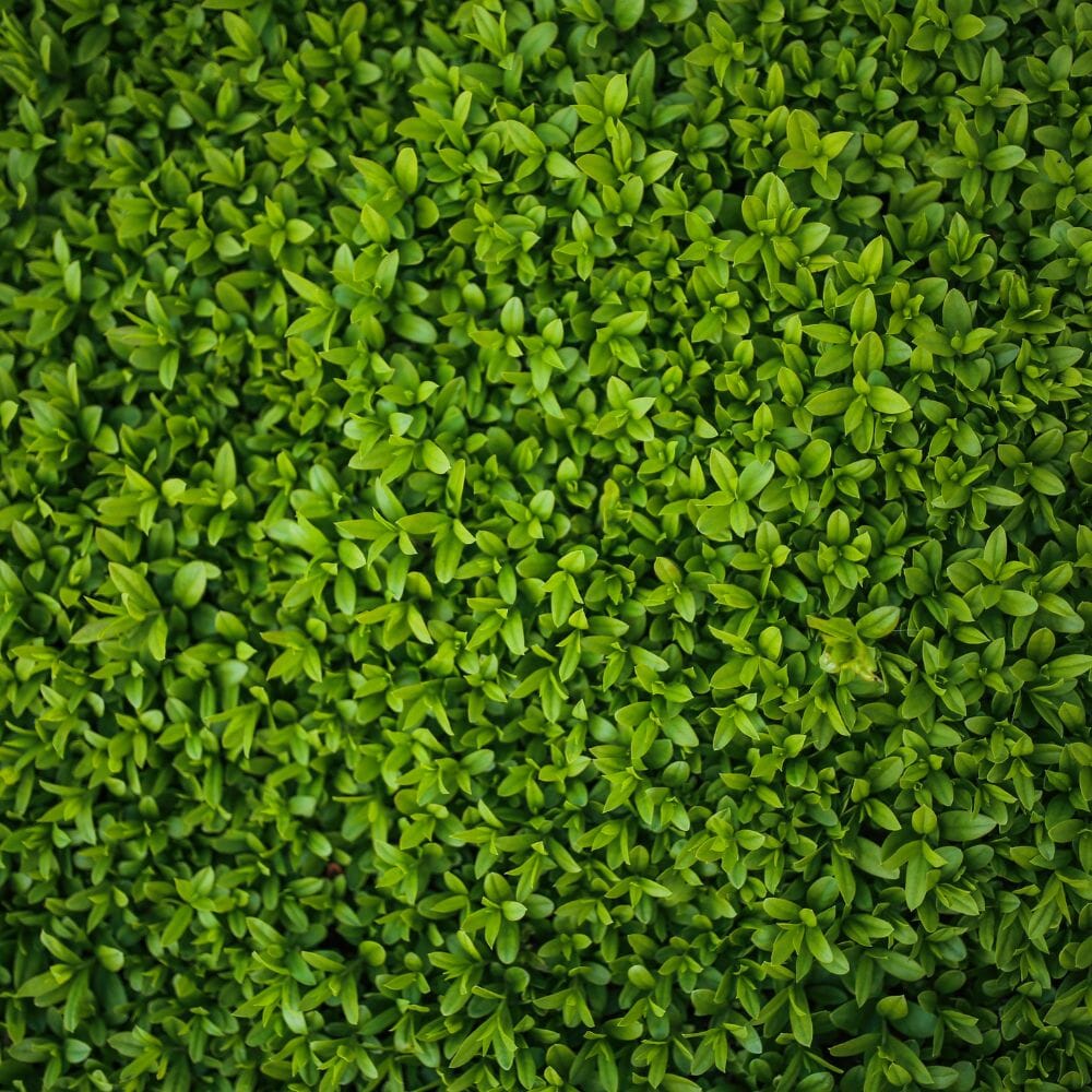 Ligustrum ovalifolium (Green Privet) 175-200cm rootball hedge plant.