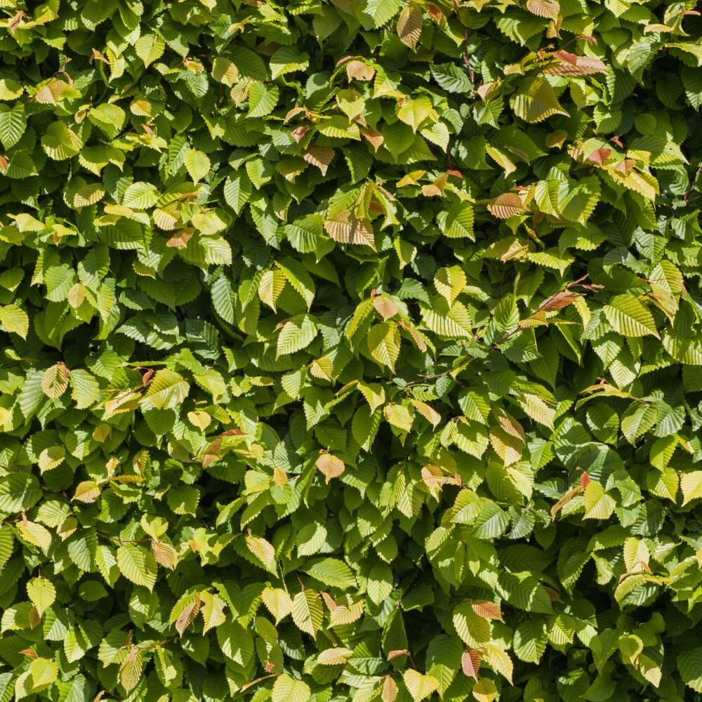Carpinus betulus (hornbeam) 200/225cm rootball hedge plant.