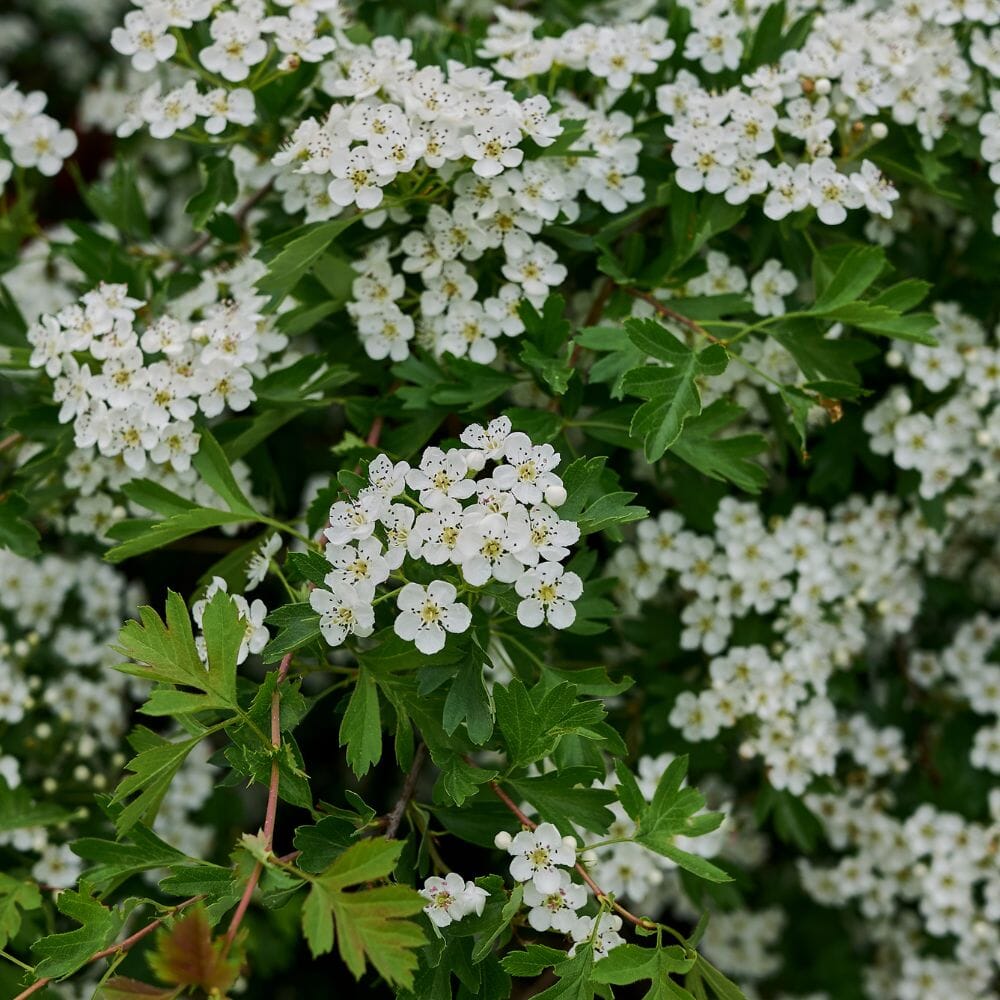 Crataegus monogyna (Hawthorn) 150-175cm rootball hedge plant.