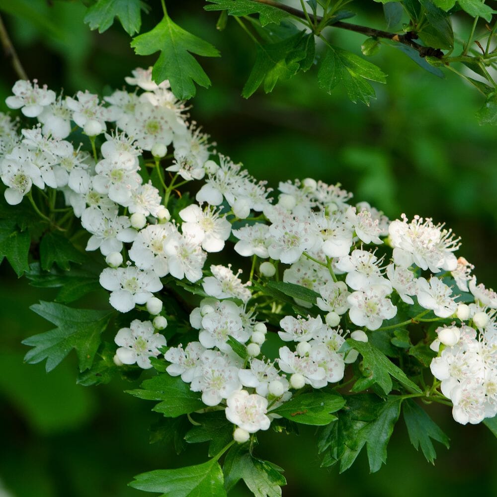 Crataegus monogyna (hawthorn) 175-200cm rootball hedge plant.