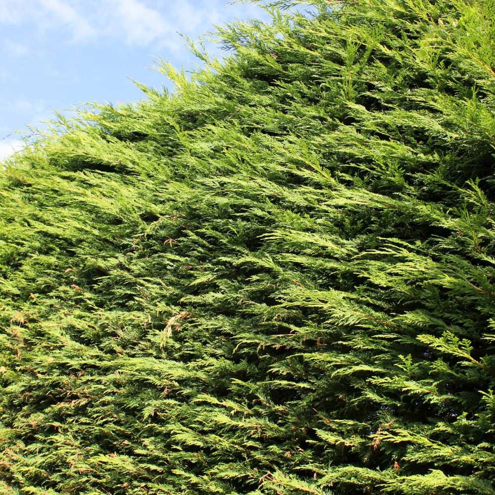 Cupressocyparis x leylandii (Green Leylandii) 150-175cm rootball hedge plant.
