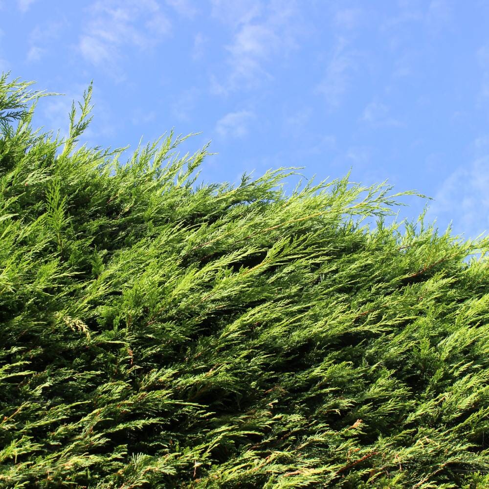 Cupressocyparis x leylandii (Leylandii) 175/200cm rootball evergreen hedge plant.