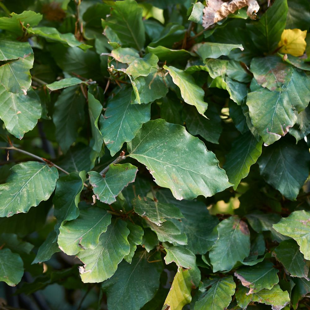 Green Beech 150/175cm Root Ball (Fagus sylvatica)