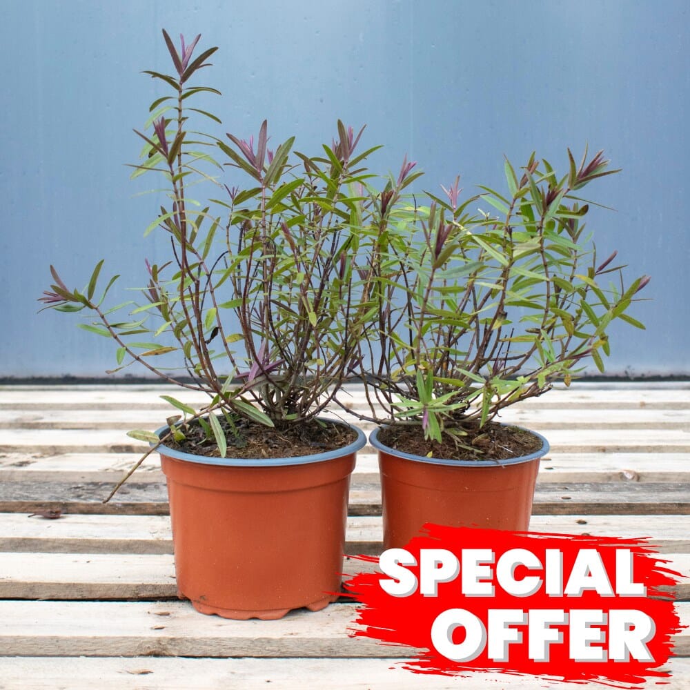 Hebe 'Mrs Winder' 20/30cm pot grown evergreen shrub.