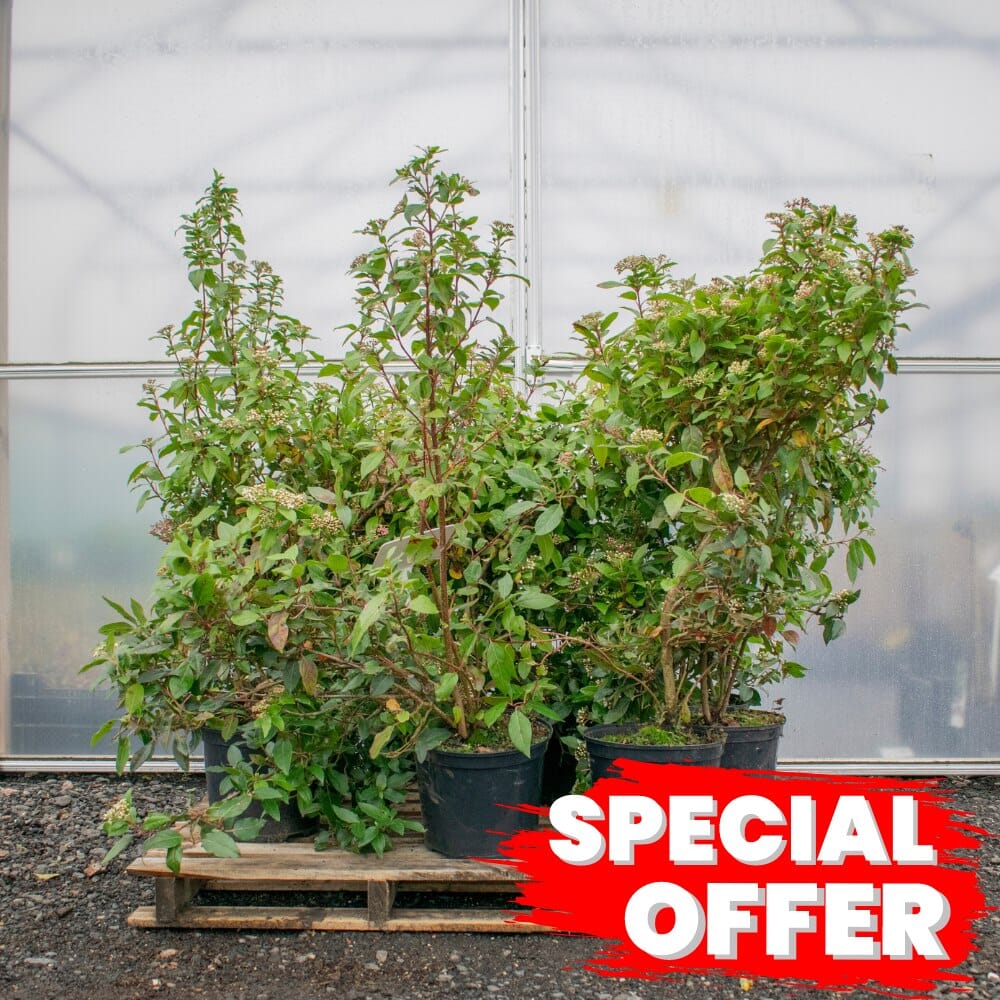 Viburnum tinus 'Eve Price' 60-90cm pot grown shrub.