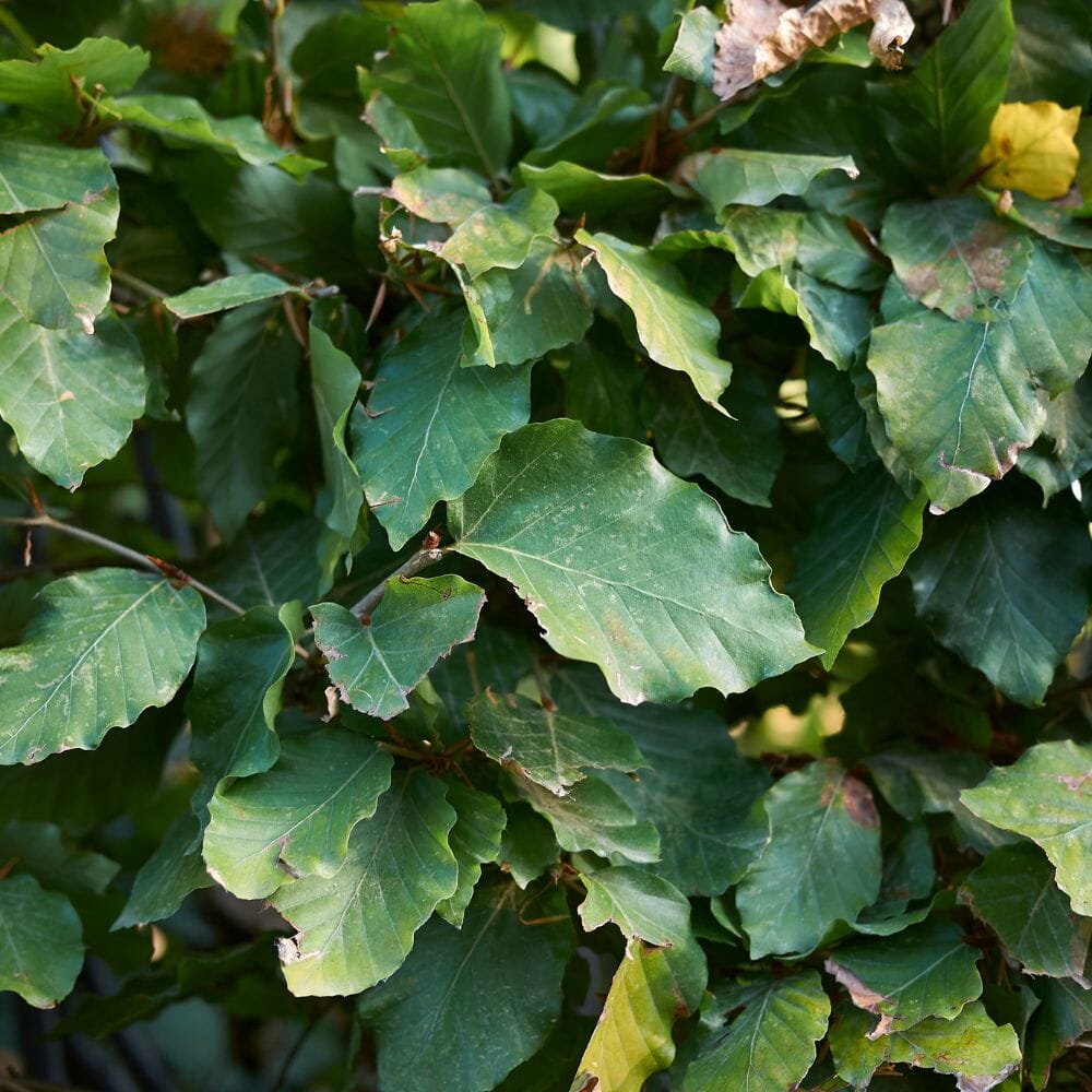 Green beech root ball