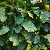 Green beech root ball