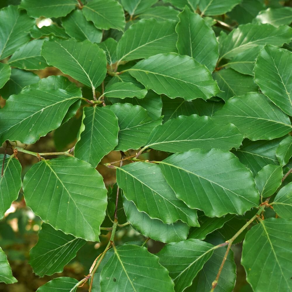 Fagus sylvatica (Green Beech) 200/225cm rootball hedge plant.