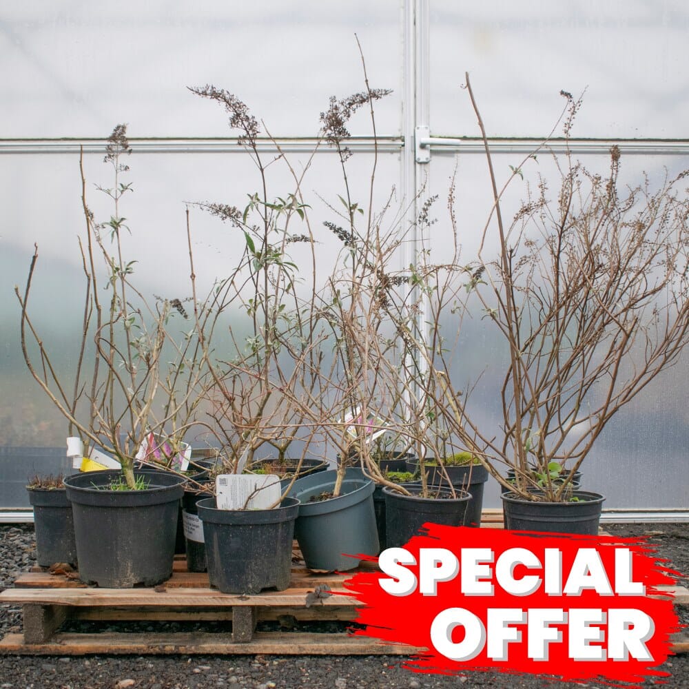 Buddleja (Butterfly Bush) 40-60cm pot grown mixed varieties.