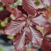 Fagus sylvatica ‘Purple & Copper’ beech hedging bare root plant.