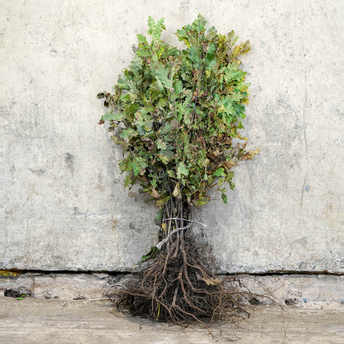 English Oak bare root 40-60cm hedging