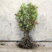 English Oak bare root 40-60cm hedging