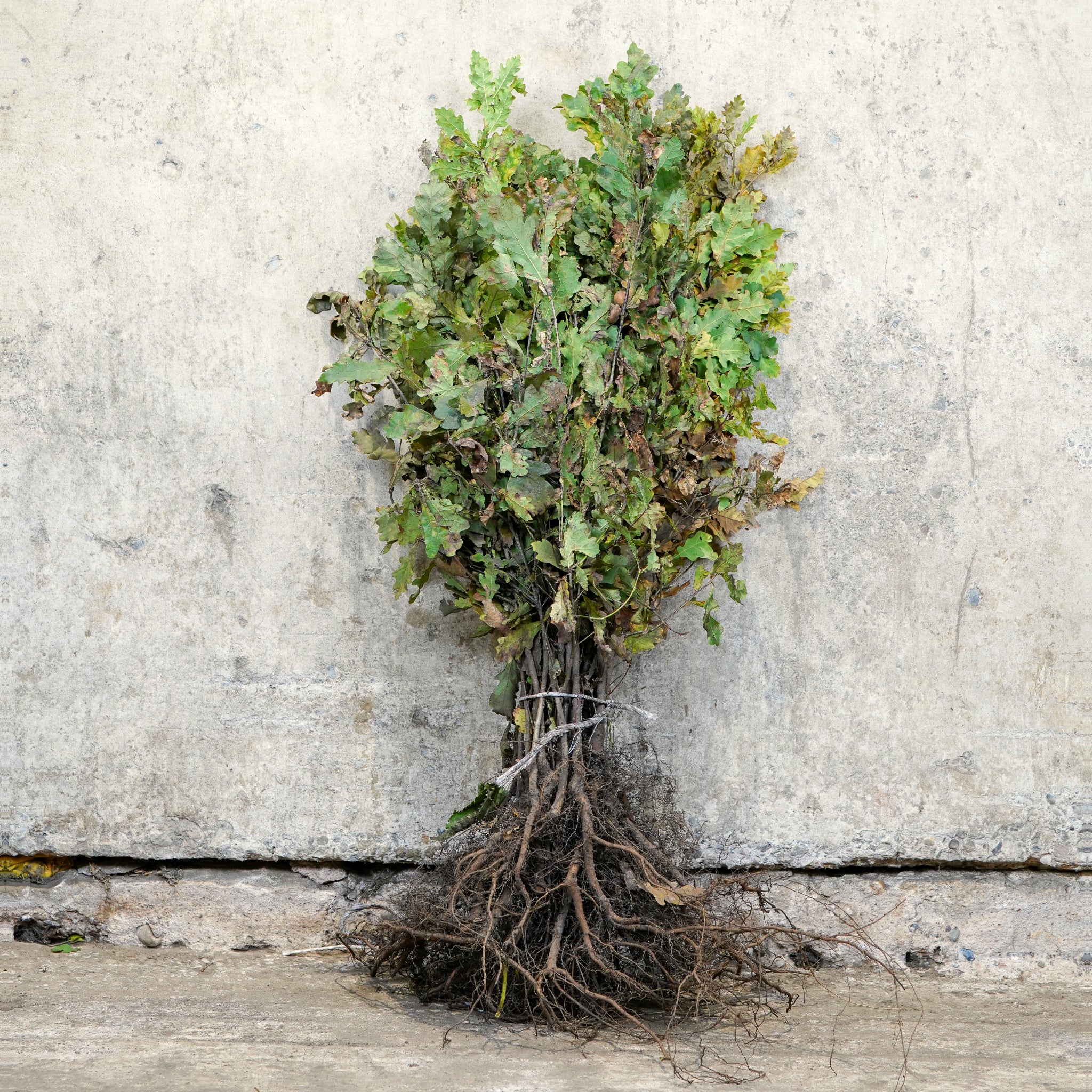 English Oak bare root 40-60cm hedging