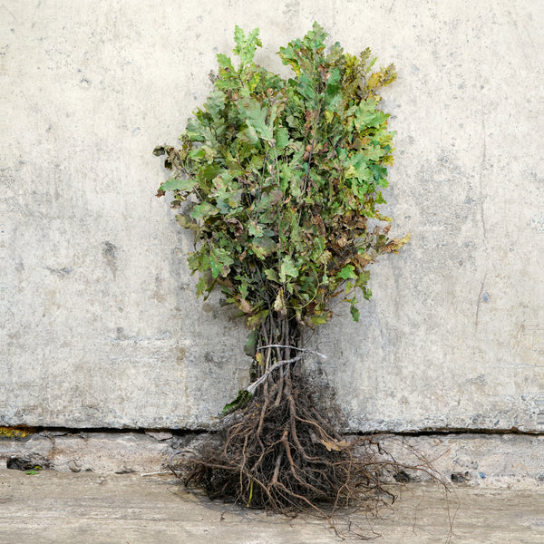 English Oak bare root 40-60cm hedging