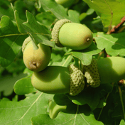 English Oak (Quercus robur) foliage detail