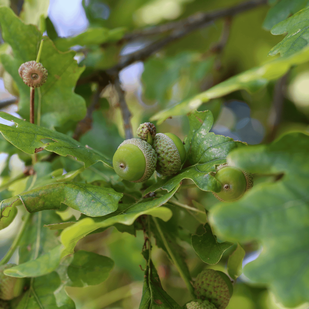 English Oak (Quercus robur) foliage detail – photo 2