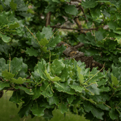 English Oak (Quercus robur) foliage detail – photo 3