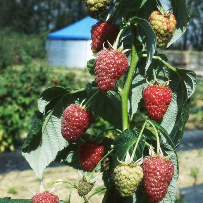 Rubus idaeus 'Joan J' (Autumn Fruiting Raspberry) pot grown cane fruit plant.