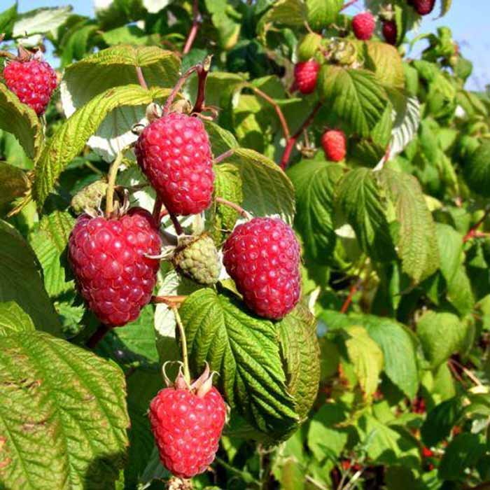 Rubus idaeus 'Polka' (Raspberry) bare root fruiting canes.