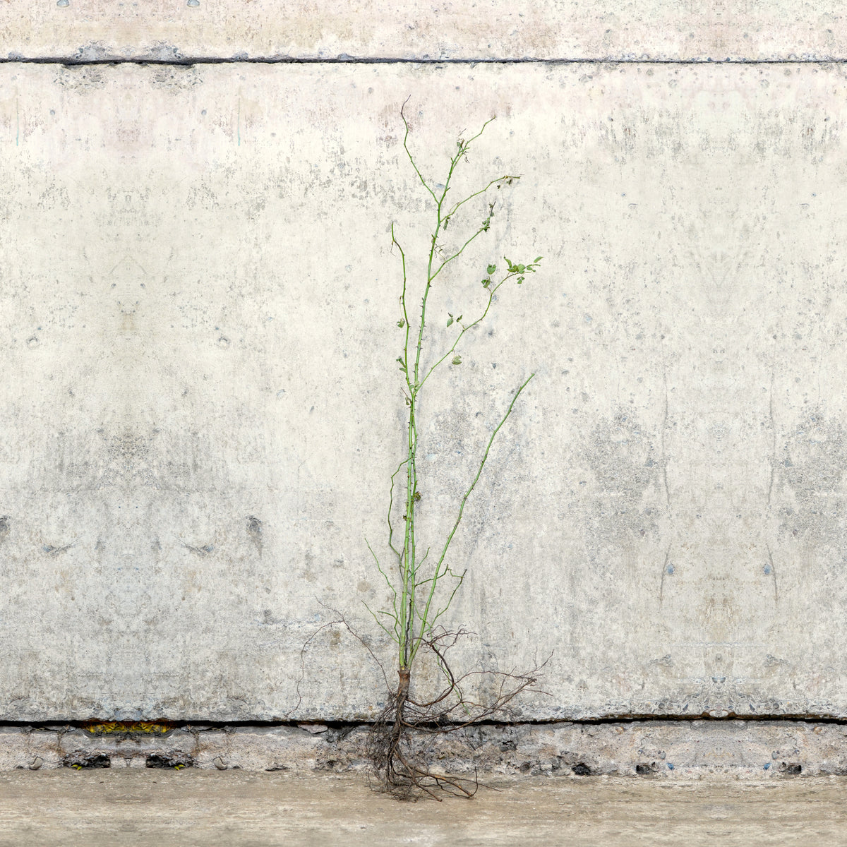 Dog Rose bare root hedging 100-125cm – photo 2