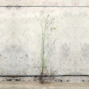 Dog Rose bare root hedging 100-125cm – photo 2