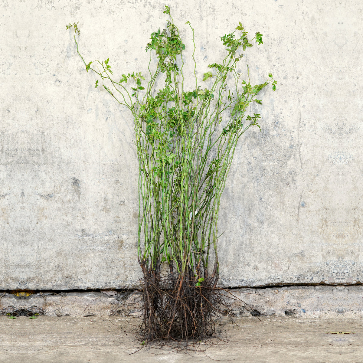 Dog Rose hedging bare root 40-60cm