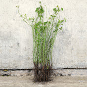 Dog Rose hedging bare root 40-60cm