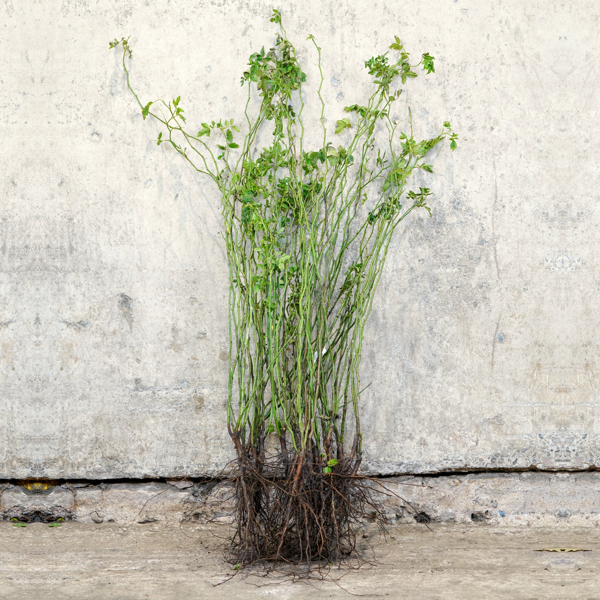 Dog Rose hedging bare root 40-60cm