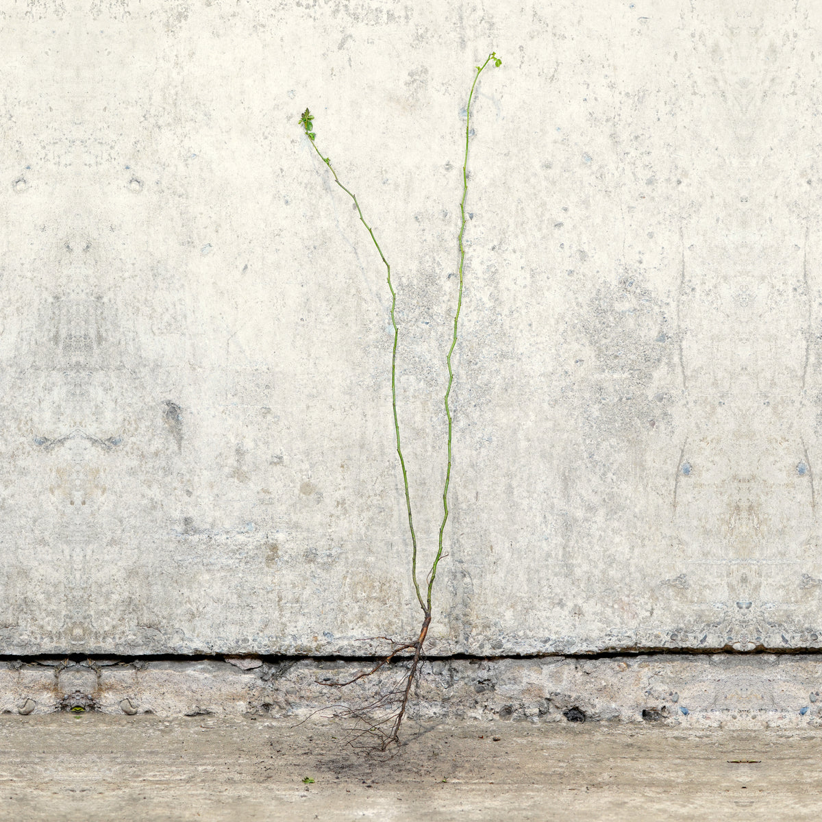 Dog Rose hedging bare root 40-60cm – photo 2