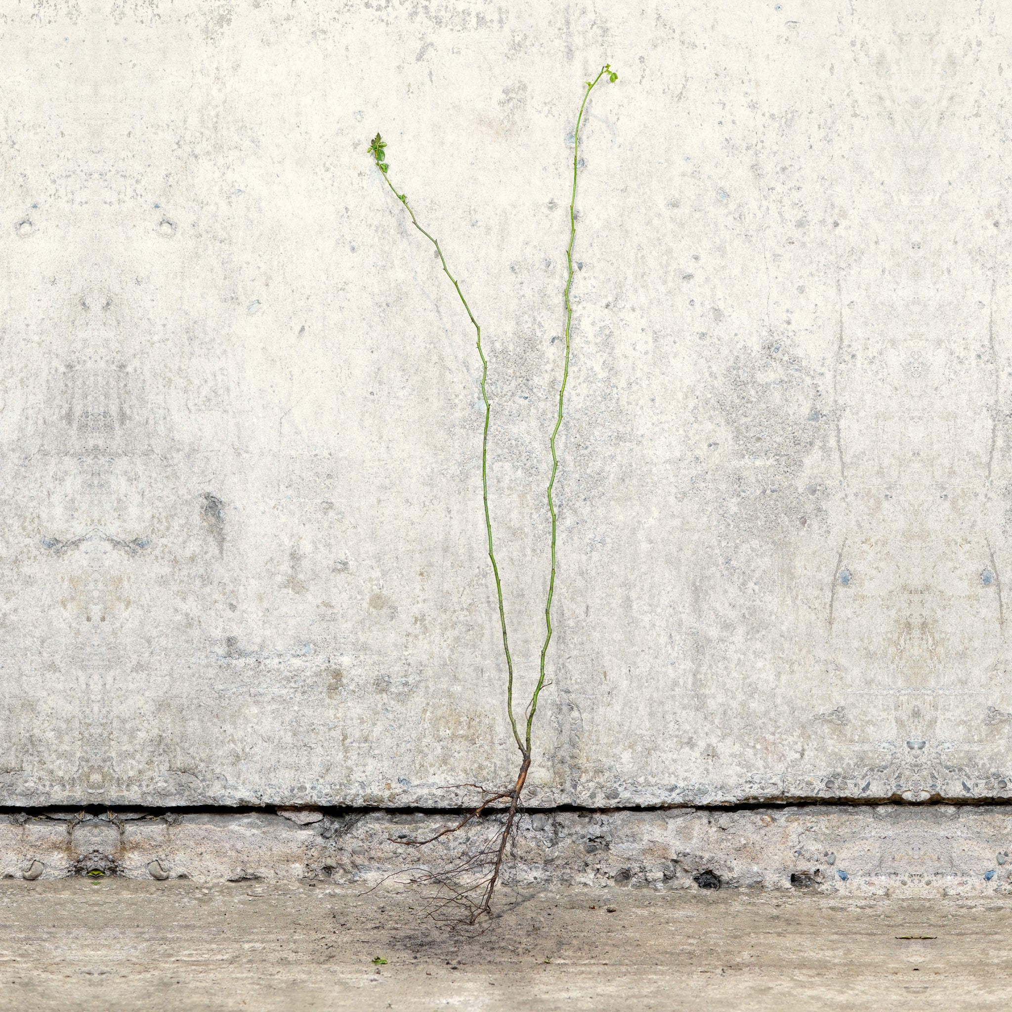 Dog Rose hedging bare root 40-60cm
